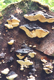 Photo of mushrooms on log.